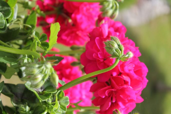 spring jaro nature příroda fotky photos flowers květiny sky nebe sun slunce
