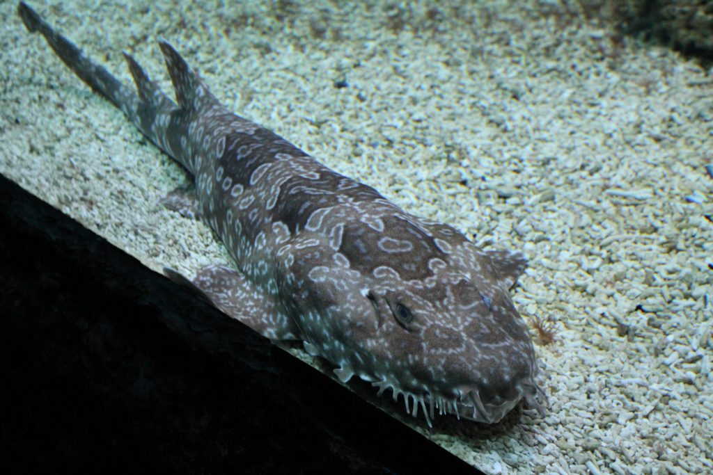  sea world prague animals mořský svět praha zvířata fish ryby 