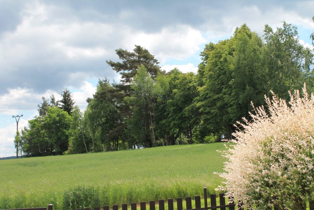 spring jaro nature příroda fotky photos flowers květiny sky nebe sun slunce