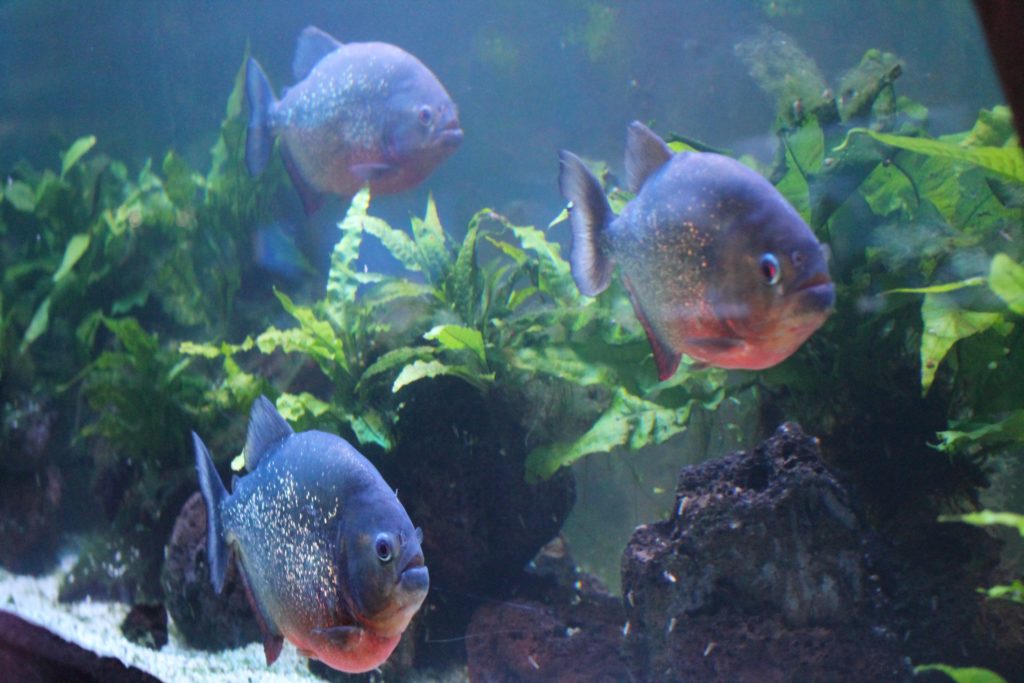 event review sea world prague animals recenze akce mořský svět praha zvířata