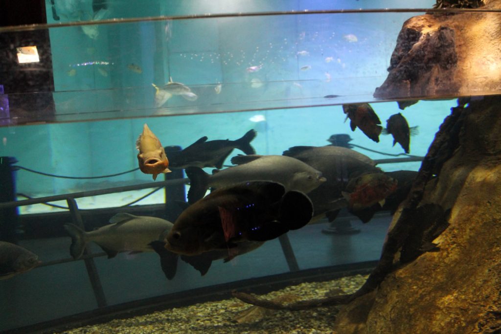 event review sea world prague animals recenze akce mořský svět praha zvířata