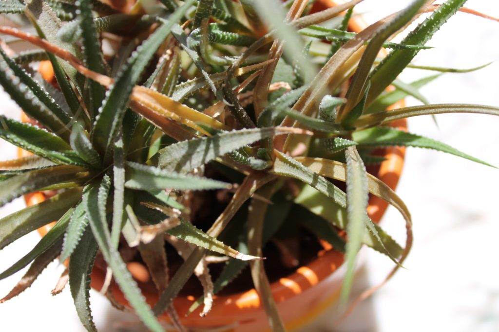 spring jaro nature příroda fotky photos flowers květiny sky nebe sun slunce