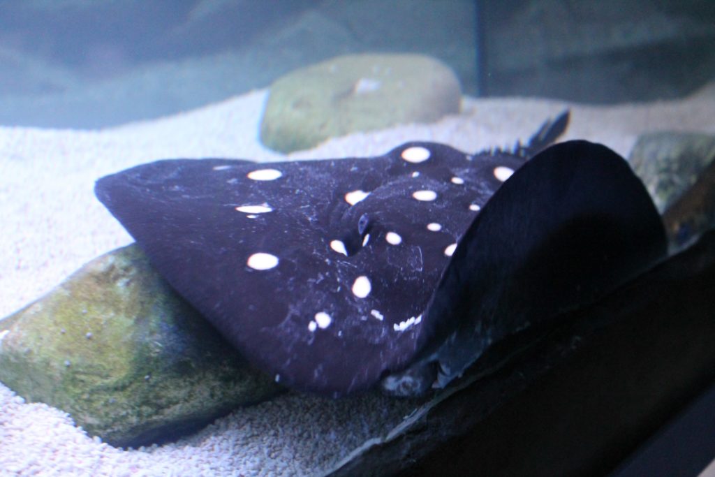 event review sea world prague animals recenze akce mořský svět praha zvířata