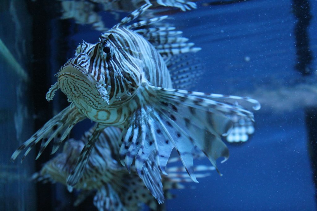 event review sea world prague animals recenze akce mořský svět praha zvířata