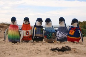 tučňáci svetr penguin sweaters Australia Austrálie Alfred Date week týden annie reprobate