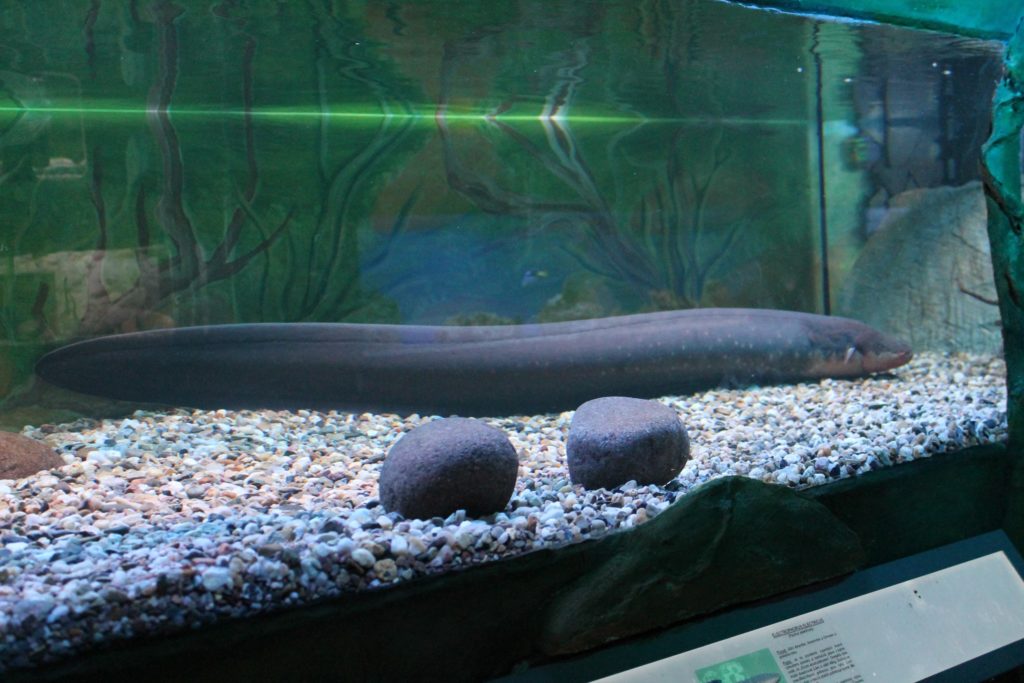 event review sea world prague animals recenze akce mořský svět praha zvířata