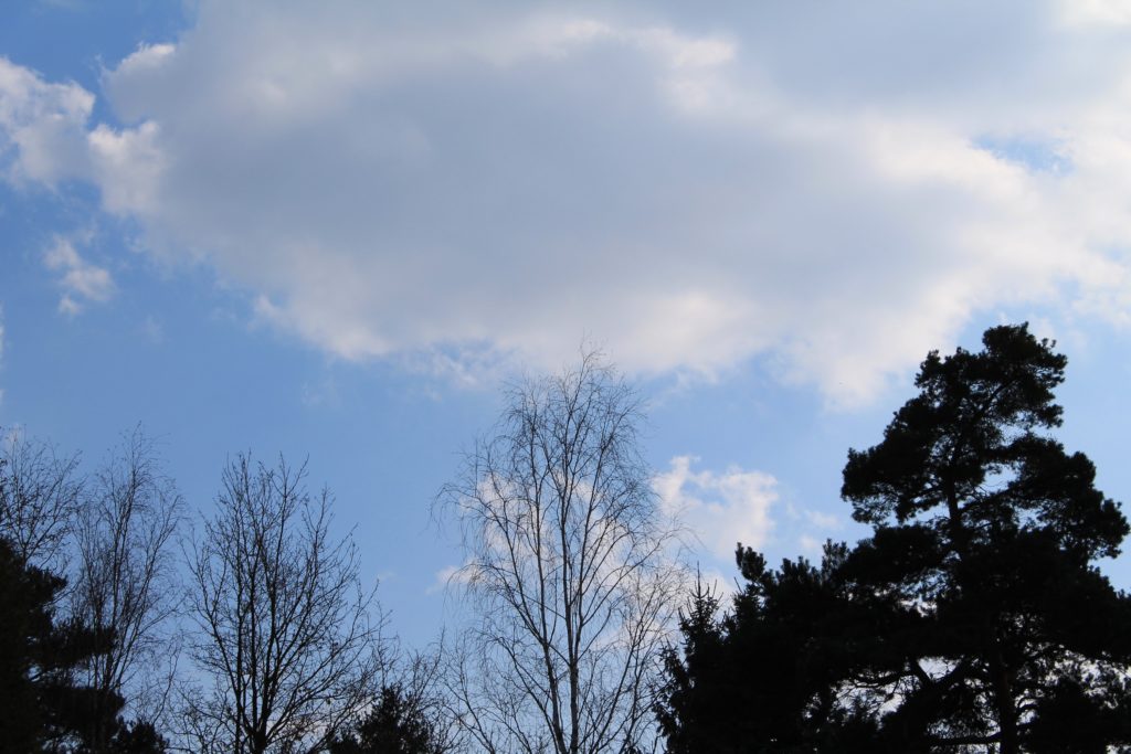 spring jaro nature příroda fotky photos flowers květiny